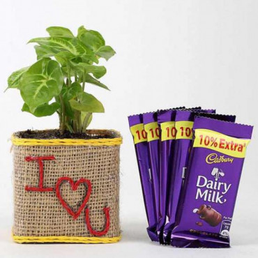 Syngonium Plant With Dairy Milk Chocolates