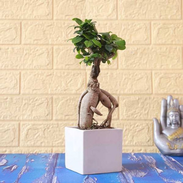 Classic Ficus Bonsai Plant With Ceramic Vase 