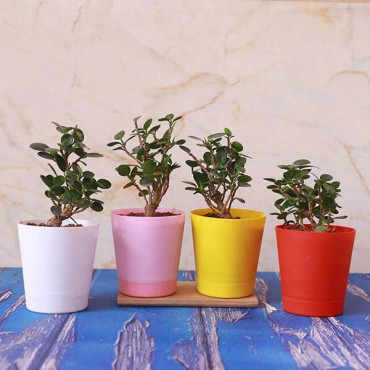 Set of Jade Bonsai Plant