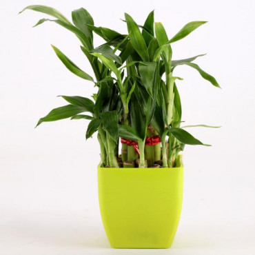 2 Layer Bamboo Plant In Green Melamine Pot