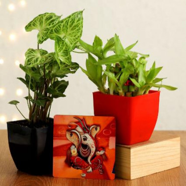 Bamboo Syngonium Plant With Ganesha Table Top Hand Delivery
