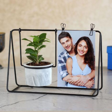 Ficus Compacta Plant Black Hanging Stand N Photo Clips