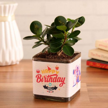 Shop Indoor Plant Gifts Sydney | Order Plants Online | Same Day Delive