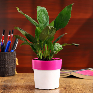 Peace lily plant in Pink and white Planer