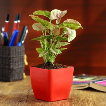 Syngonium Plant in Red Planter