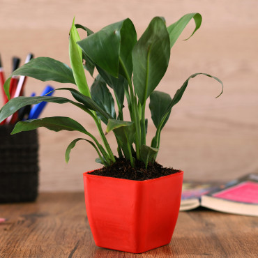Peace lily plant in Red Planer