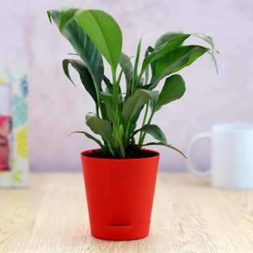 Peace lily plant in Red  Round Planer