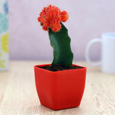 Moon catus plant in Red Planer