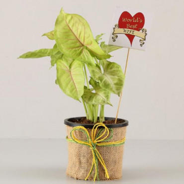 Golden Syngonium Plant For Husband
