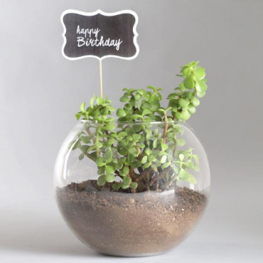 Happy Birthday Jade Plant Terrarium