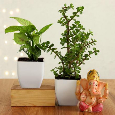 Jade & Money Plant With Ganesha Idol
