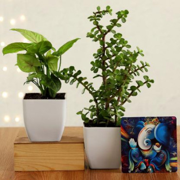 Jade & Money Plant With Ganesha Table Top