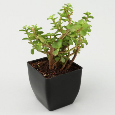 Jade Plant In A Black Pot