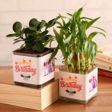 Lucky Bamboo and Ficus Compacta Happy Birthday Greetings Set