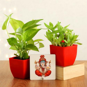 Money Bamboo Plant With Ganesha Table Top Hand Delivery