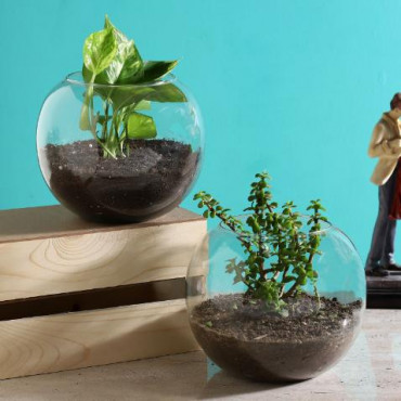 Money Jade Plant Terrarium Set