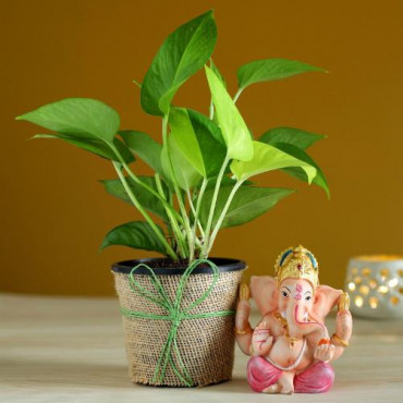 Money Plant & Pink Dhoti Ganesha Idol