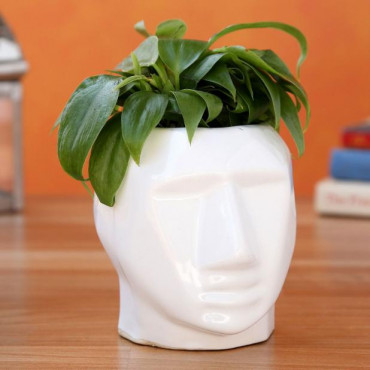 Oxycardium Green Plant In Male Face Ceramic Pot