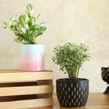 Set Of 2 Green Airpurifying Plants