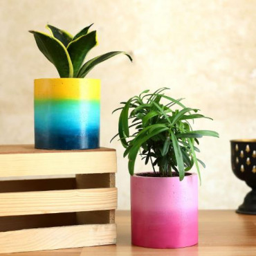 Set Of 2 Refreshing Plants In Beautiful Planters